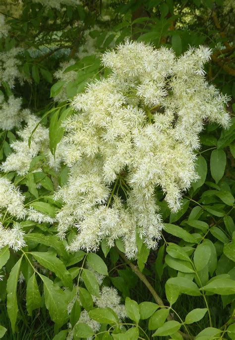 Fraxinus ornus flowering ash also known as manna ash lovely fluffy flowers Manna, Kew Gardens ...