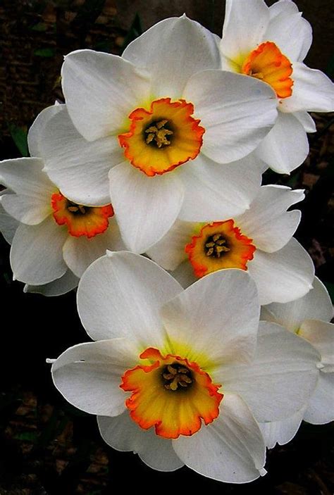 Narcissus Tazetta Art Print by Kathleen Stephens | Beautiful flowers ...