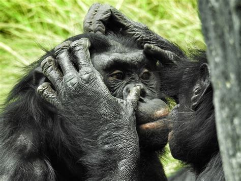 Bonobos and Chimps Appear to Have 'Hello' and 'Goodbye' Greetings ...