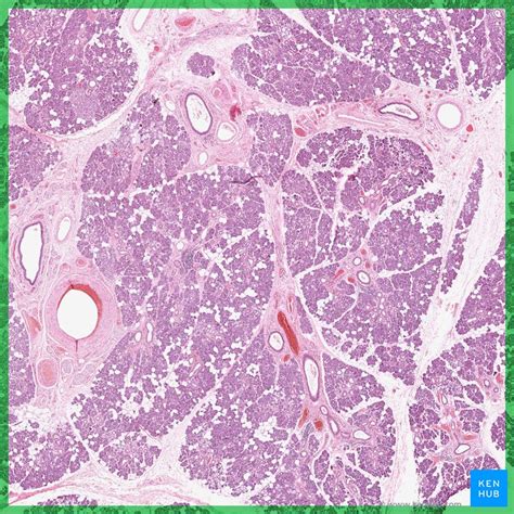 Submandibular gland: Anatomy and clinical aspects | Kenhub