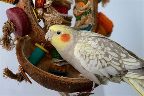 How Do Cockatiels Mate? Vet Reviewed Facts & FAQ – KeyPetCare.com