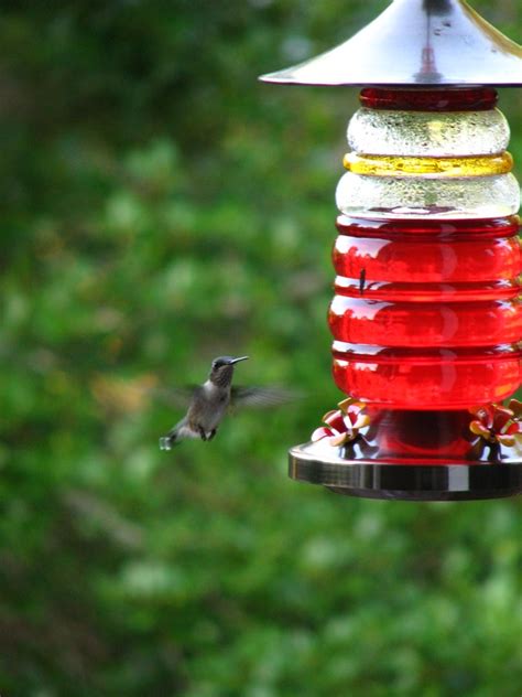 Humming Bird | Taken inside the house through a glass door, … | Flickr