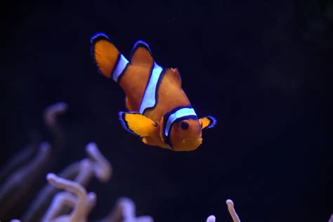 Nemo Clown Fish Free Stock Photo - Public Domain Pictures