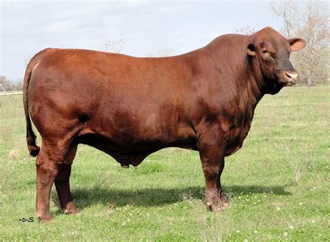 Pin on Australian #2 Cattle Breeds