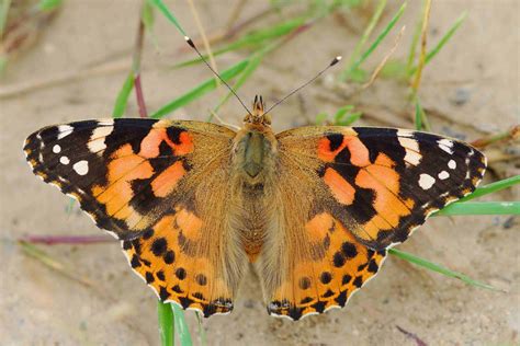 Vanessa cardui (LINNAEUS, 1758) - Tagfalter-Monitoring