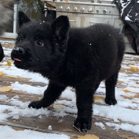 Got to meet my parents new puppy today. He looks like a little black wolf. : r/aww