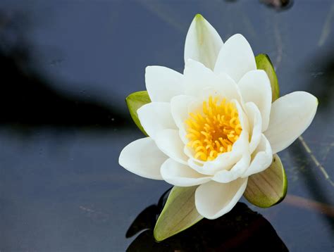 Water Lily Flower Free Stock Photo - Public Domain Pictures