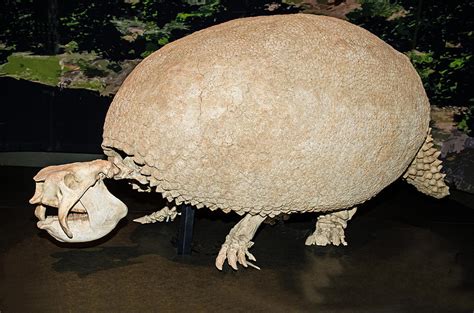 Glyptodon Photograph by Millard H. Sharp - Fine Art America