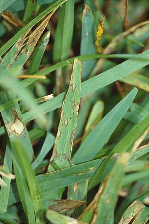 Gray Leaf Spot on St. Augustinegrass | Home & Garden Information Center