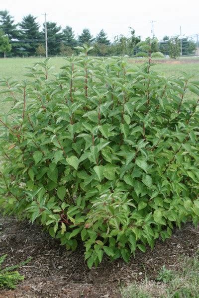 arctic firewood dogwood - Trees Today Nursery