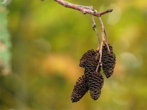 Red Alder | Medium Tree Seedling – SequoiaTrees.com