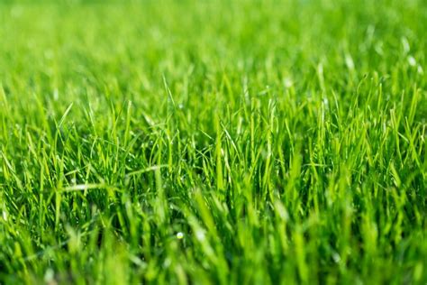 Fine Fescue Grass: All About Growing and Care For Fine Fescue