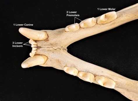 Introduction to Mammalogy Lab – The Mammal Lab