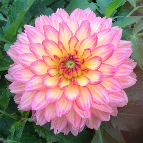 Most Beautiful Dahlias for Your Garden