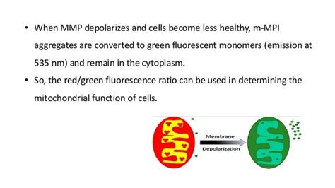 Mitochondrial membrane potential assay