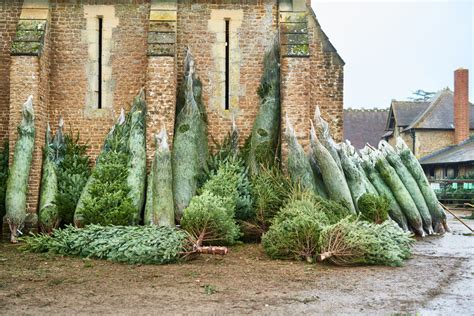 19 best Christmas tree farm locations in the UK for a festive family ...