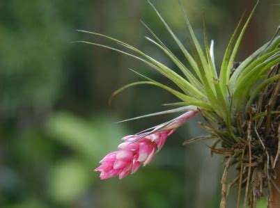 Great Tips for Growing Epiphytes - Bromeliad Plant Care