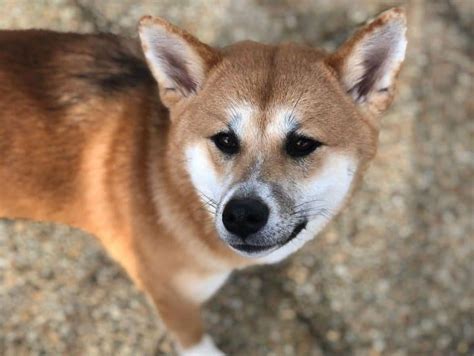 Shiba Inu Mixes: 30 Different Shiba Dog Crossbreeds - K9 Web