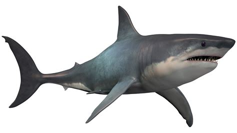 The giant Megalodon shark was three times as big as a great white, new ...