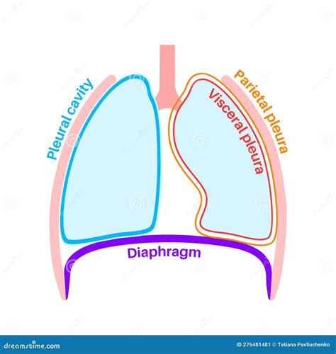 Pleura anatomical poster stock vector. Illustration of biology - 275481481