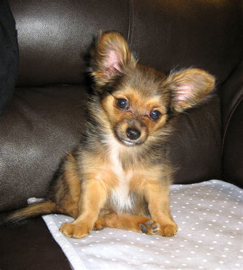 Chihuahua Cross Yorkie Lifespan - Pets Lovers