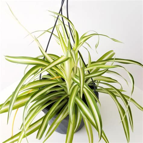 Spider Plant | InteriorPlants.ca