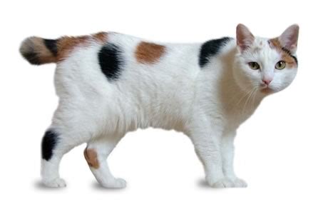 Manx Cat Breed Information, Pictures, Characteristics & Facts