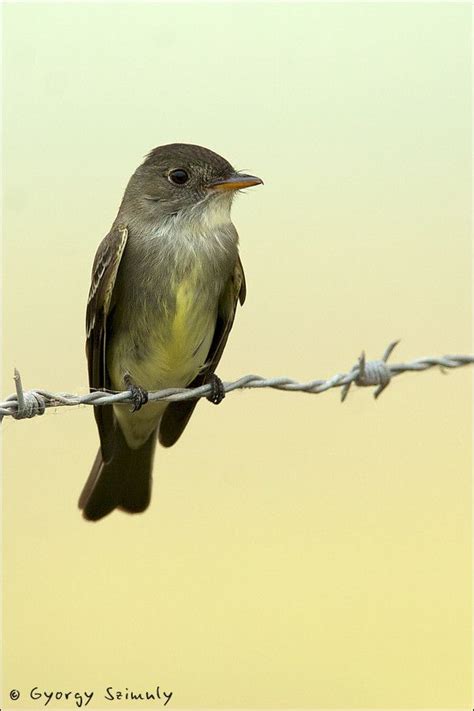 500px / Photo "Olive-sided Flycatcher (Contopus cooperi)" by György Szimuly | Flycatcher, Bird ...