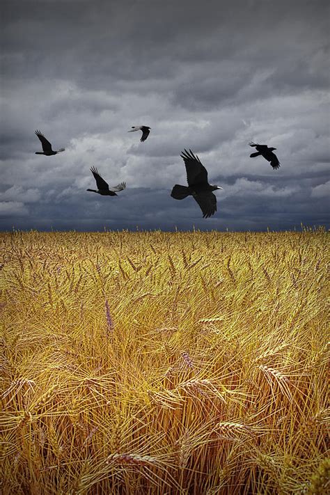 Crows Over A Wheat Field Photograph by Randall Nyhof - Fine Art America