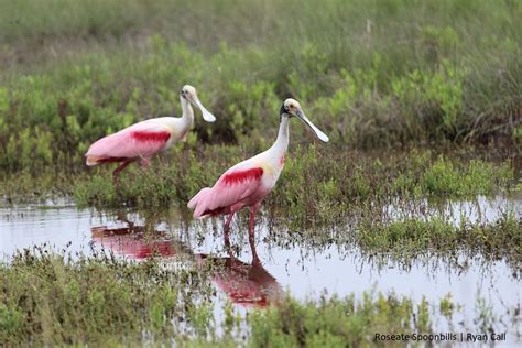 Roseate Spoonbill | Bird Gallery | Houston Audubon