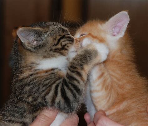 "Kissing Kittens" by Amy Boddie | Redbubble