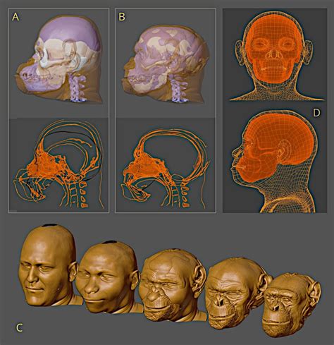 Truth behind remains of 'hoax human ancestor' the Piltdown Man as ...