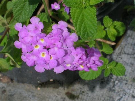 Lantana montevidensis (Lavender Trailing Lantana) - Richard Lyons Nursery, Inc.