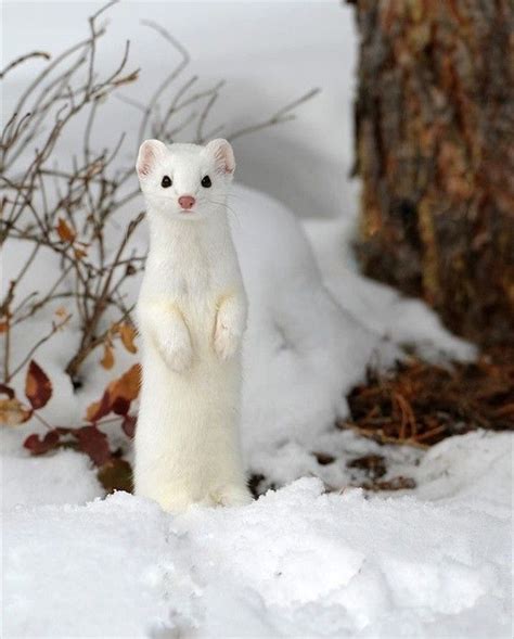 6 Hokkaido Animals that Hide in Snow | Nature animals, Cute animals ...