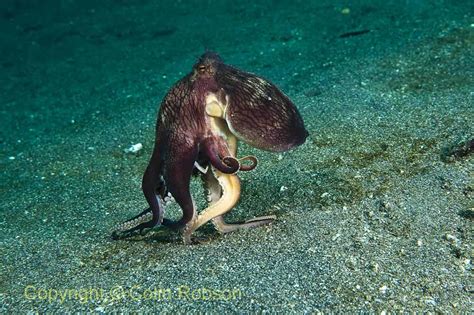 _DSC3760 | Octopus Walking | Colin Robson | Flickr