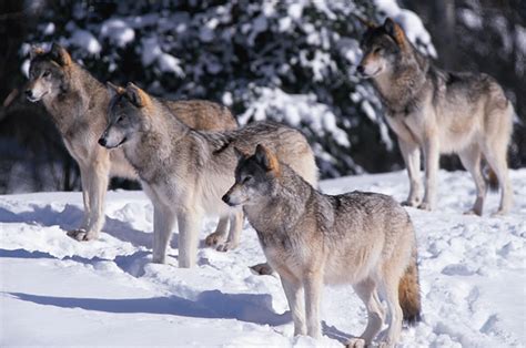 Wolf Pack, British Columbia – Vancouver Island News, Events, Travel ...