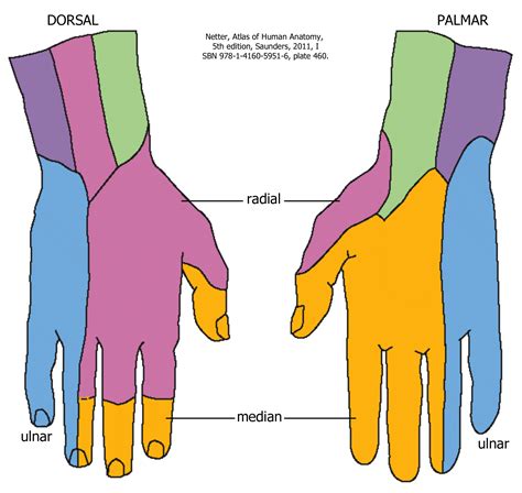 Neurovascular Supply of the Hand – Mind & Motion Anatomy