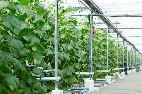 Electro-Horticulture: An Innovative Approach to Agriculture