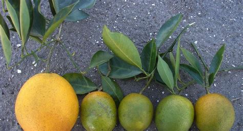 Epidemiology of citrus greening » Emerging Pathogens Institute ...