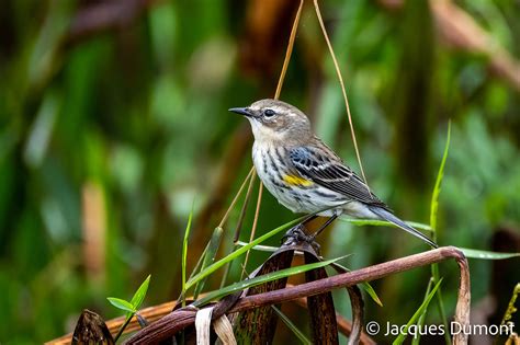 Field Test: Tamron 70-300mm f/4.5-6.3 Di III RXD - PHOTONews Magazine