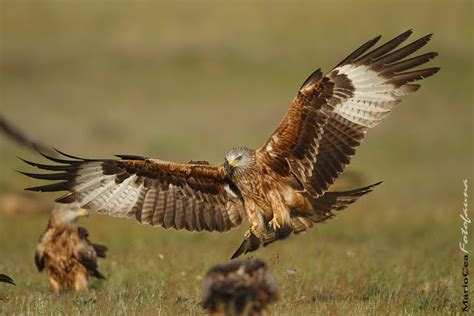 Pajareando por Iberia: CURSO DE IDENTIFICACIÓN DE AVES RAPACES