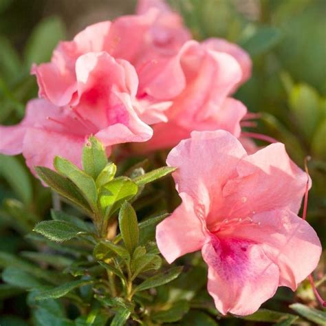 Encore Azalea 1-Gallon Pink Azalea Flowering Shrub in Pot in the Shrubs department at Lowes.com