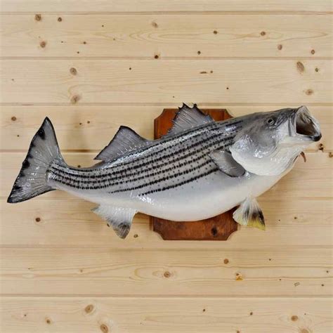 14 best Fish Mounts at Safariworks Taxidermy Sales images on Pinterest ...