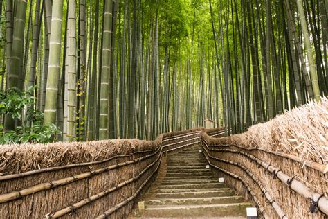 Kyoto Bamboo Grove: Adashino Nenbutsuji | TiptoeingWorld