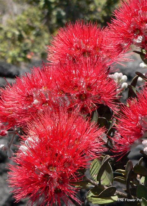 The Flower Pot: Ohi'a Tree - Macro Flowers Saturday