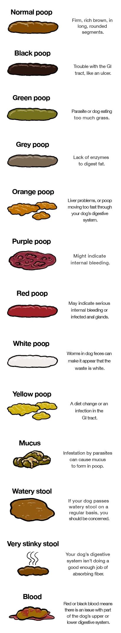 Dog Poop: An Ultimate Guide | Ultimate Pet Nutrition