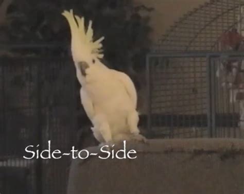 Snowball, The Dancing Cockatoo, Can Perform 14 Distinct Dance Moves ...