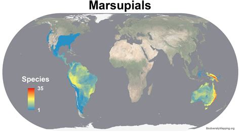 Thrice Hinged — drethelin: mapsontheweb: Marsupial Range and...