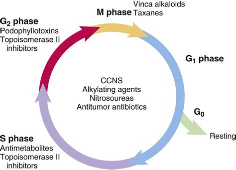 Anticancer Drugs | Basicmedical Key