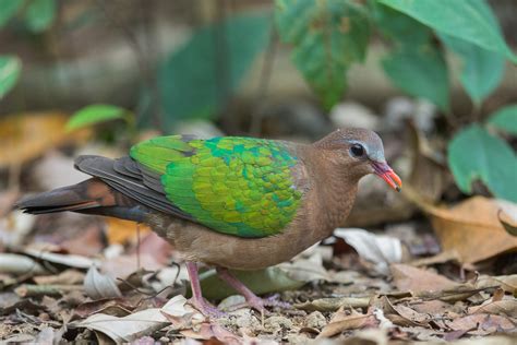 Common Emerald Dove – Singapore Birds Project